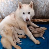 Siberian husky cuccioli con pedigree
