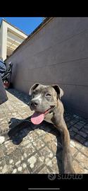 Cucciolo Amstaff