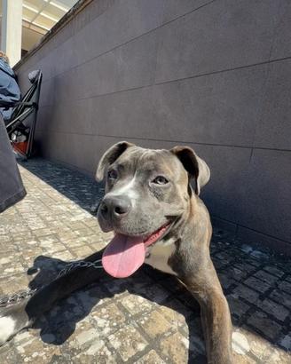 Cucciolo Amstaff