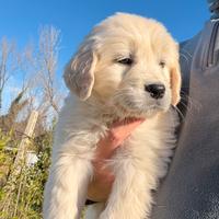 Cucciola Golden Retriever Inglese