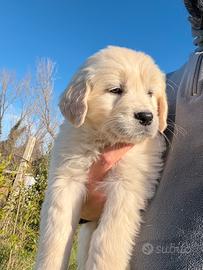 Cucciola Golden Retriever Inglese