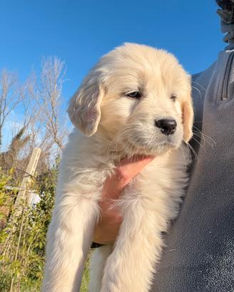 Cucciola Golden Retriever Inglese