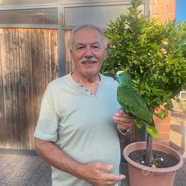Pappagallo Amazzone Fronte Blu