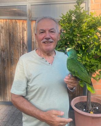 Pappagallo Amazzone Fronte Blu