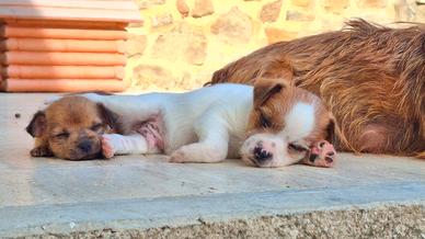 Cagnolini