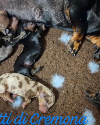 Cuccioli di bassotto con pedigree