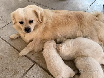 Cuccioli meticci maschietti