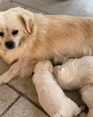 Cuccioli meticci maschietti