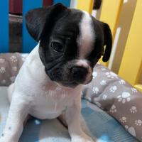 Bulldog francese