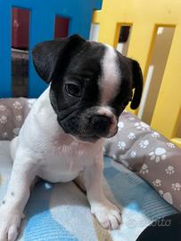 Bulldog francese