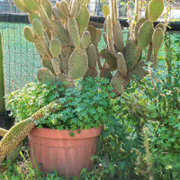 Opuntia orecchie di coniglio