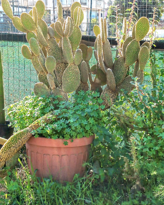 Opuntia orecchie di coniglio