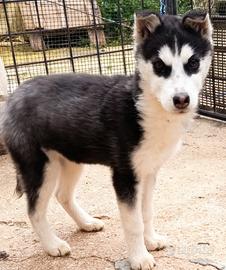 Husky siberian