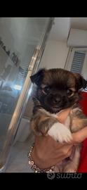 Cuccioli di chihuahua