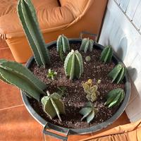 Apple cactus giganti