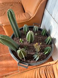 Apple cactus giganti