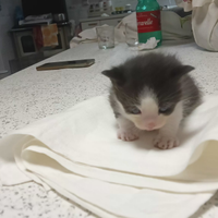Gattino bianco e nero