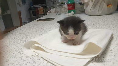 Gattino bianco e nero