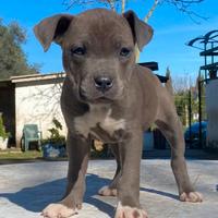 Cuccioli pitbull