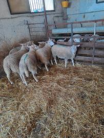 Agnelli incrocio texel