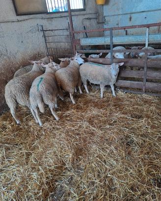 Agnelli incrocio texel