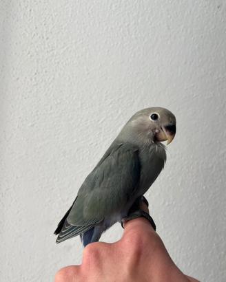 Inseparabile allevato a mano