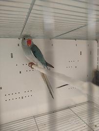 Parrocchetti dal collare, anche a rate klarna