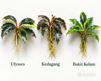 Mix 3 Bucephalandra diverse per acquario