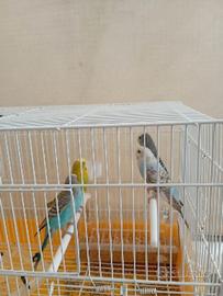 Uccellini cocoriti
