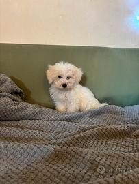 Maltese