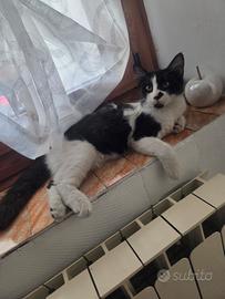 Gattina di 4 mesi a pello lungo abituata con cani