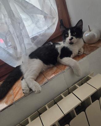 Gattina di 4 mesi a pello lungo abituata con cani