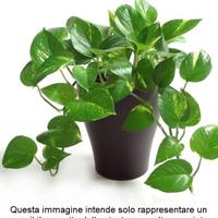 Rametti di Pothos per talea (cinque)