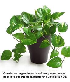 Rametti di Pothos per talea (cinque)