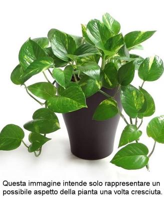 Rametti di Pothos per talea (cinque)