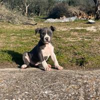 Cuccioli amstaff blue