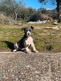 Cuccioli amstaff blue