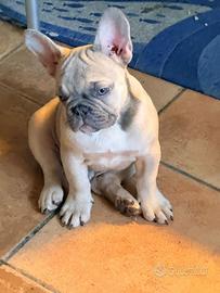 Bulldog francese esotico