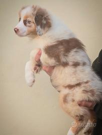 Cucciolo maschio pastore australiano pedigree