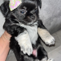 Cucciola di chihuahua