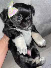 Cucciola di chihuahua