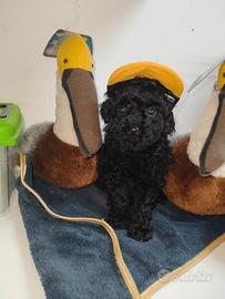 Barboncino Toy maschio nero