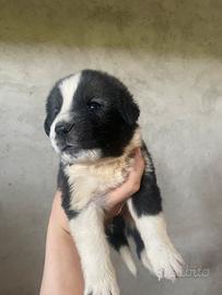 Adorabili Cuccioli taglia grande