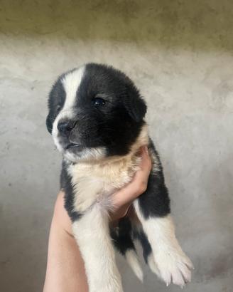 Adorabili Cuccioli taglia grande