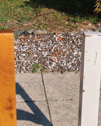 9 Sedie in legno di vari colori