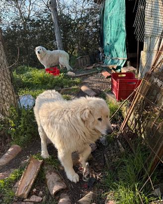 Cane pastore abruzzese