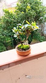 mini bonsai di viburnum tinus 