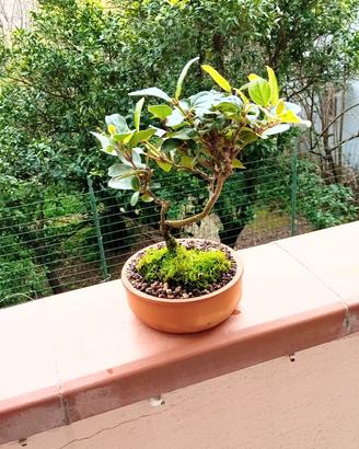 mini bonsai di viburnum tinus 