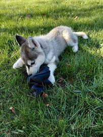 Siberian Husky cuccioli