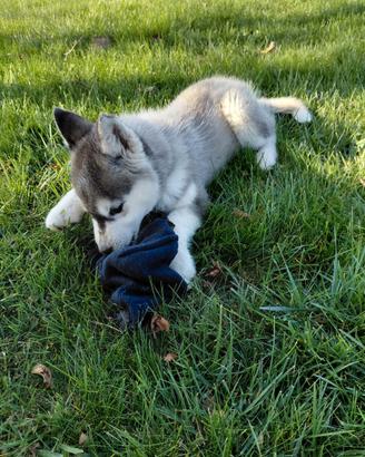 Siberian Husky cuccioli